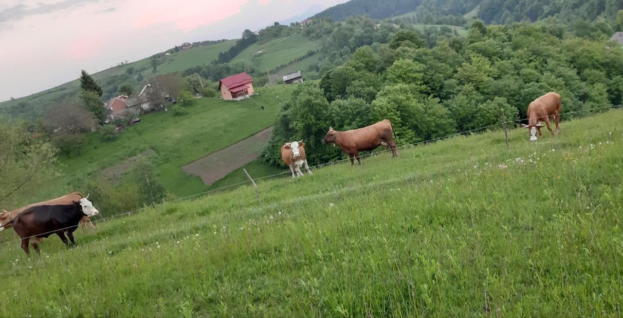 Zărneşti Casa Nicoladis 아파트 외부 사진